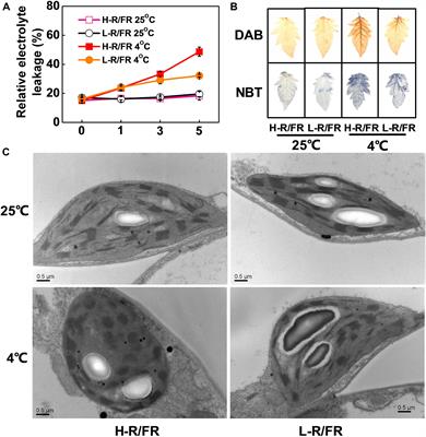 PGR5/PGRL1 and NDH Mediate Far-Red Light-Induced Photoprotection in Response to Chilling Stress in Tomato